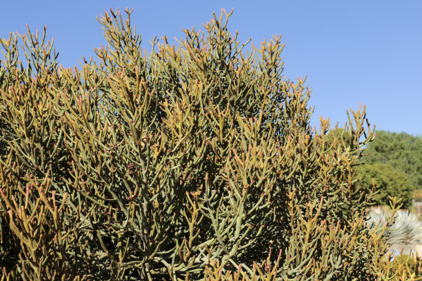 黄麻黄植物在花园图片下载
