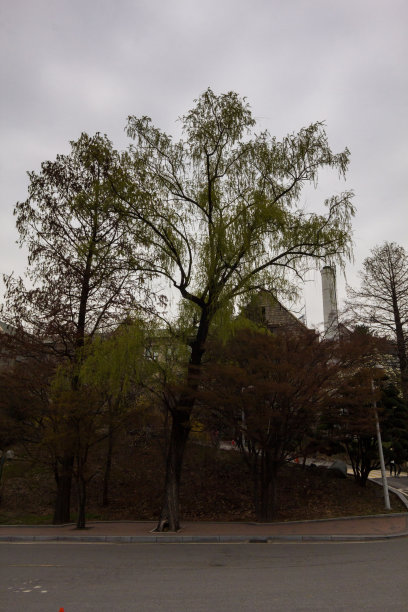 韩国大贤洞女子大学图片下载