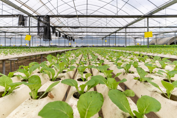 温室里水培蔬菜幼苗的特写图片下载