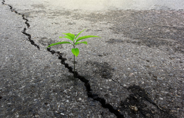 植物在水泥地上耐心地生长。图片下载