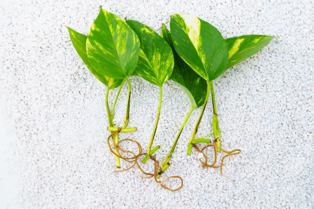 珍珠岩上室内植物的小芽。植物中性材料图片下载