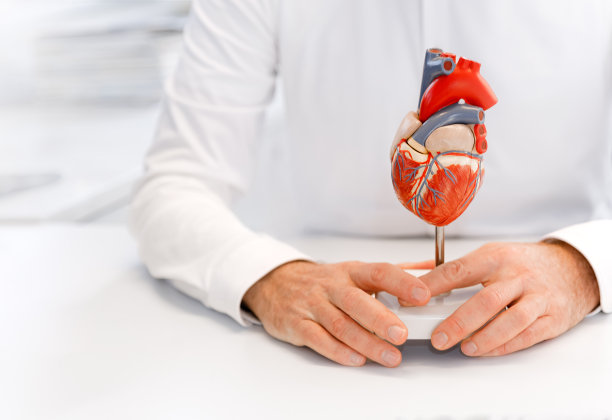 医生手中的人体心脏解剖模型图片下载