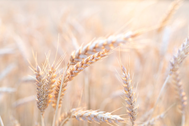 一个女人手里切的一块自制的白色面包，背景是黑色的。世界粮食危机，粮食短缺概念图片下载