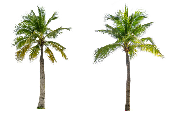 椰子树。图片下载