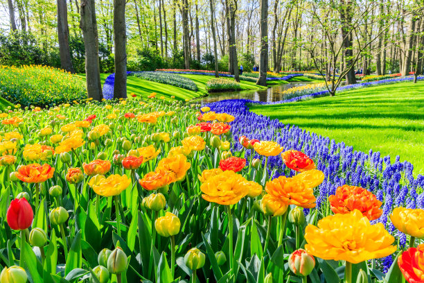 Lisse，荷兰，荷兰。图片下载