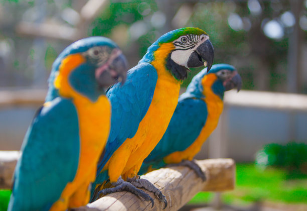 公园里的五彩金刚鹦鹉图片下载