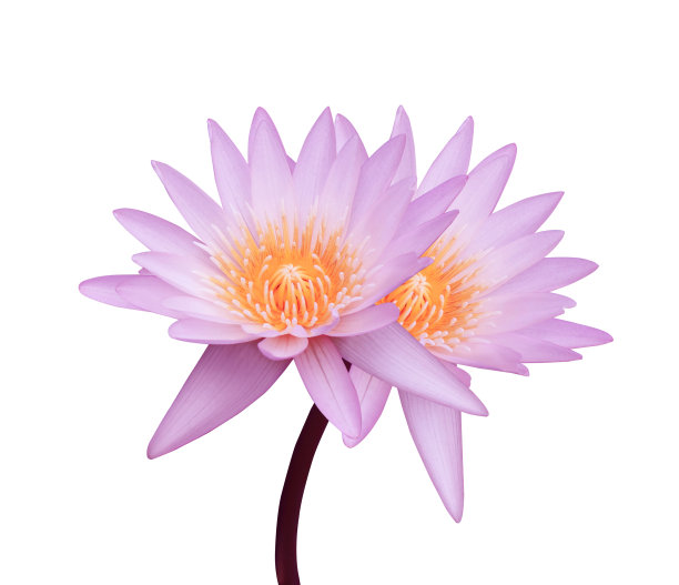 粉莲花图片下载