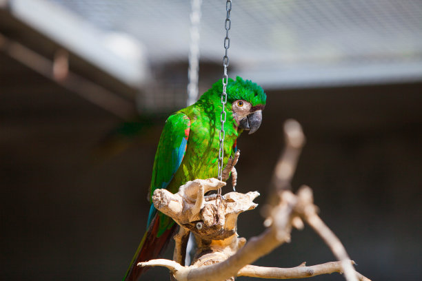 公园里的五彩金刚鹦鹉图片下载