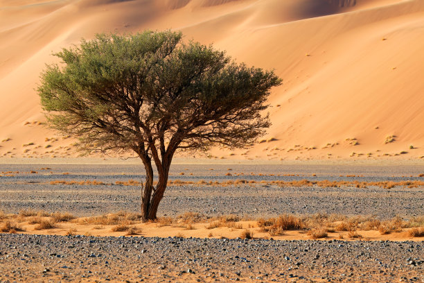 沙漠景观与荆棘树，Sossusvlei，纳米布沙漠，纳米比亚图片下载