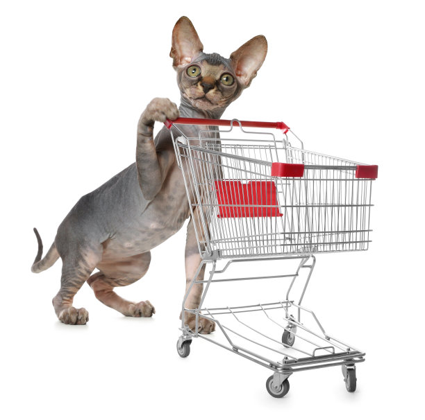 可爱的小猫和白色背景的购物车图片下载