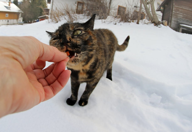 有趣的广角猫照片，一只小猫正在被一个女人喂食图片下载