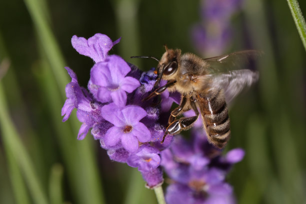 蜜蜂在薰衣草花上图片下载
