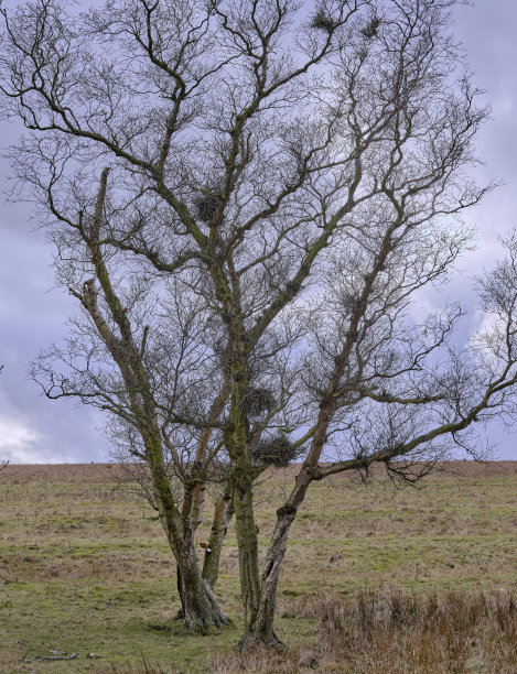 一株光秃秃的白桦树图片下载