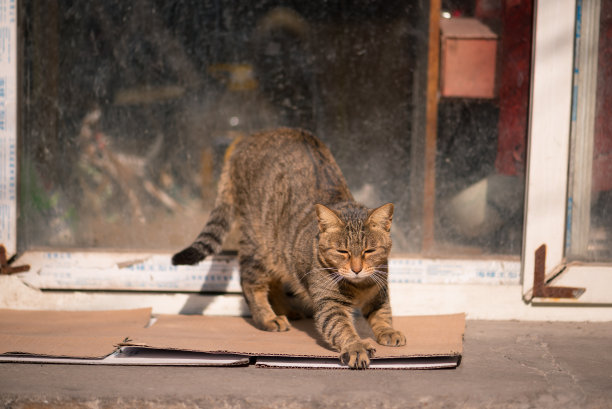 上海市区，一只虎斑猫在阳光下伸懒腰图片下载