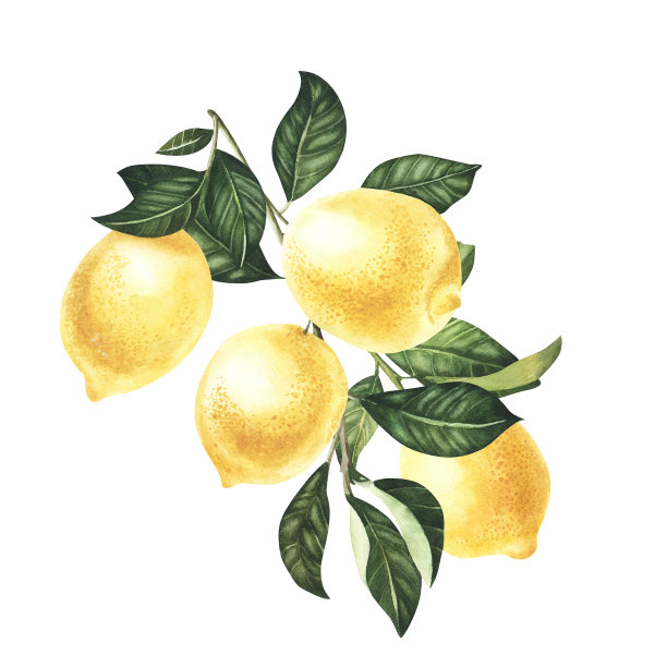 水彩柠檬水果与叶子手绘插图孤立在白色背景植物画图片下载