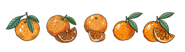 橙色柑橘水果集手绘彩色卡通风格矢量艺术插图。图片下载