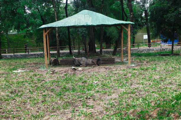 蓝色角马在餐后休息图片下载