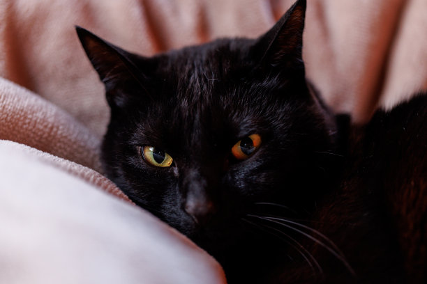 黑色的猫图片下载