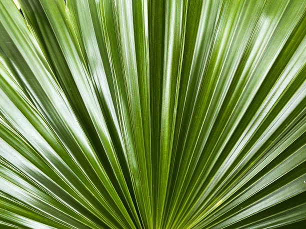 棕叶叶片纹理，绿叶呈线性图案。棕榈叶图片下载