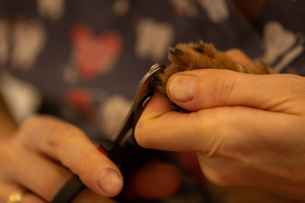 美容师剪掉狗的爪子图片下载