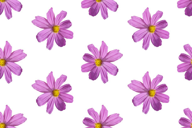 白色背景上紫色花朵的无缝图案。图片下载