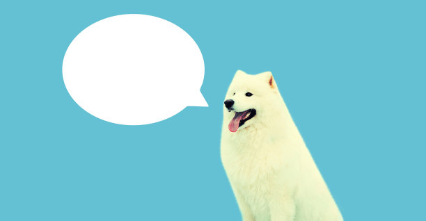 思考或说话的快乐白色萨摩耶犬肖像，蓝色背景带空白文本云图片下载