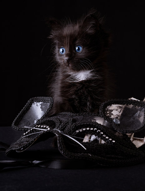 威尼斯狂欢节的标志是一个像小丑一样的格纹面具。意大利的假面舞会。小黑猫和狂欢节面具。图片下载