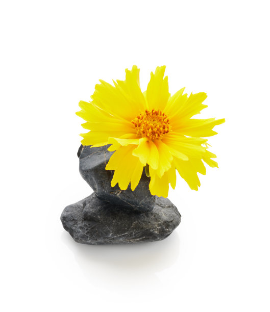 黄色的锦葵花，有石，孤立在白色上。水疗安排图片下载