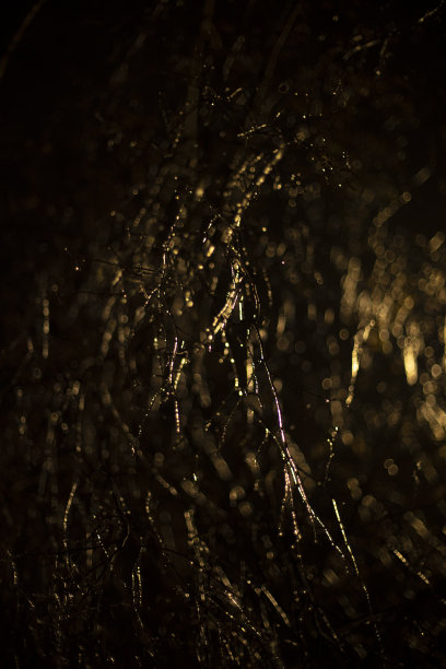 在黑暗中树枝上的抽象背景冰。质地金黄，从光。冰植物的细节。图片下载