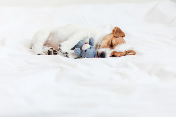 可爱的小狗狗睡在床上毛绒玩具图片下载