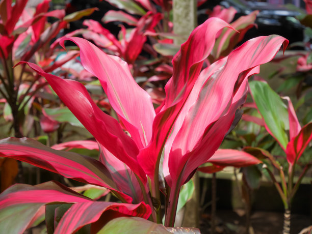 龙血树是最好的产氧植物之一图片下载