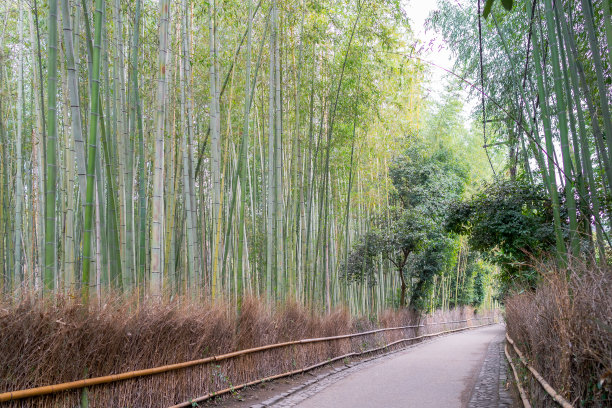 日本京都竹林的步道图片下载