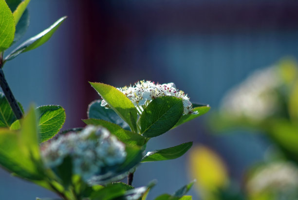 樱花在树枝上绽放图片下载