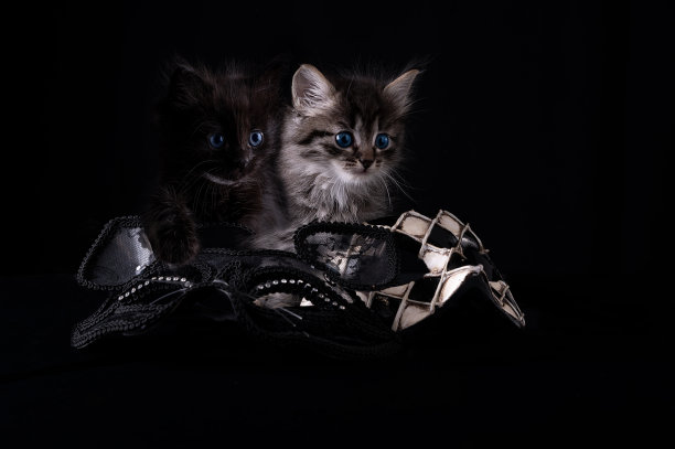 威尼斯狂欢节的标志是一个像小丑一样的格纹面具。意大利的假面舞会。小黑猫和狂欢节面具。图片下载