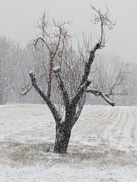 犹他州洛克维尔的下雪天和后院图片下载