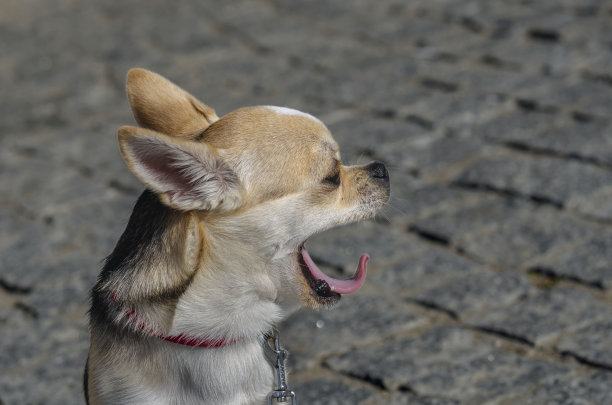 狗的头部特写非常富有表现力的吉娃娃品种图片下载