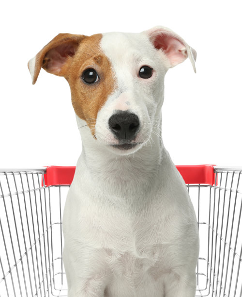 可爱的狗在购物车上的白色背景图片下载
