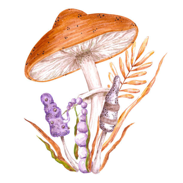 水彩画神奇毒蘑菇构图。孤立在白色背景上。剪贴簿，明信片，横幅，标签。图片下载