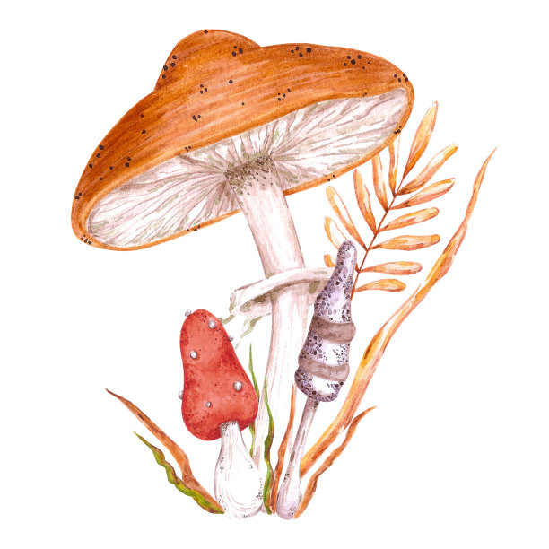 水彩画神奇毒蘑菇构图。孤立在白色背景上。剪贴簿，明信片，横幅，标签。图片下载