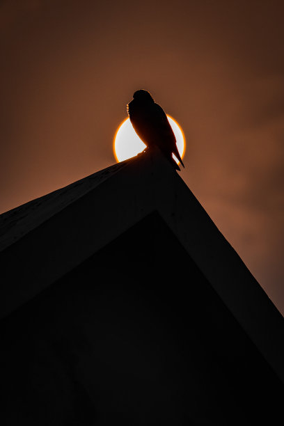 鸟儿庄严地栖息在屋顶上，图片下载