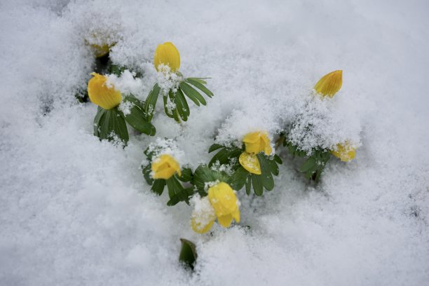 春花，或Eranthis，是小型多年生植物，球形块茎，解剖叶在早春盛开，通常还在雪中开黄色的单花。图片下载