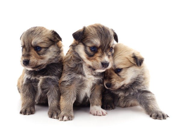 三只小狗。图片下载