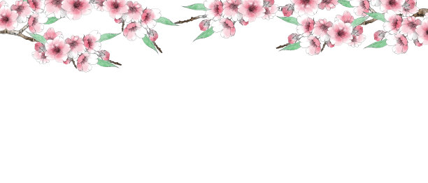 白色背景上的粉红色樱花装饰图片下载