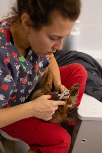 美容师修剪狗的爪子，柔软的焦点图片下载