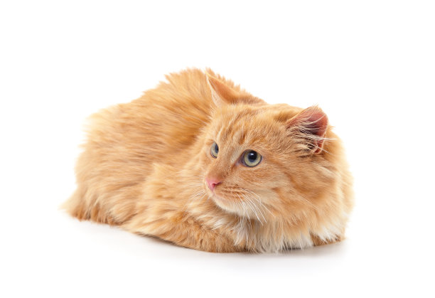 小红猫。图片下载