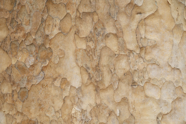 干燥的树皮纹理和背景，自然的概念图片下载