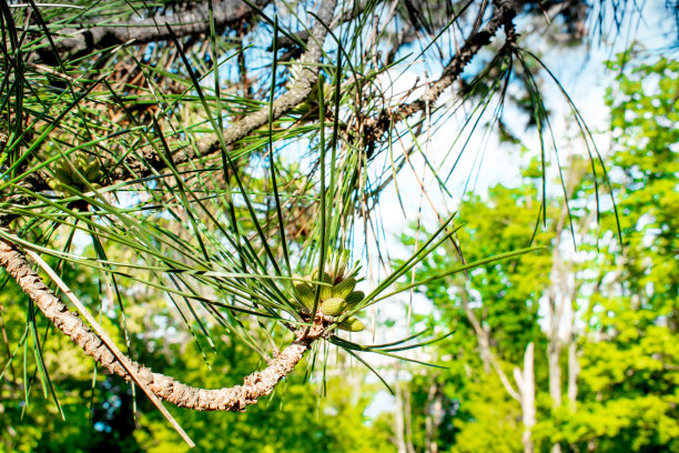 近距离的美丽的绿色树枝与松果。森林或城市公园松枝针叶的微距照片图片下载