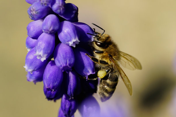 蜜蜂在薰衣草花上图片下载