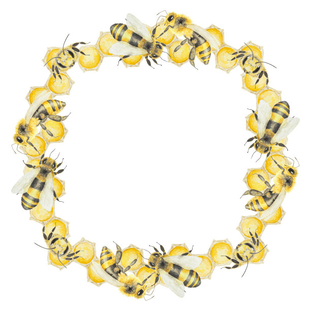 水彩手绘的蜜蜂和蜂蜜孤立在白色背景框架图片下载