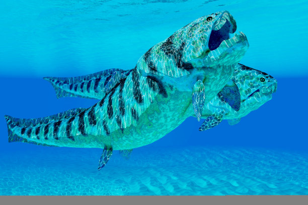 邓氏鱼图片下载